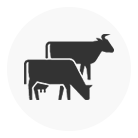 Livestock Events